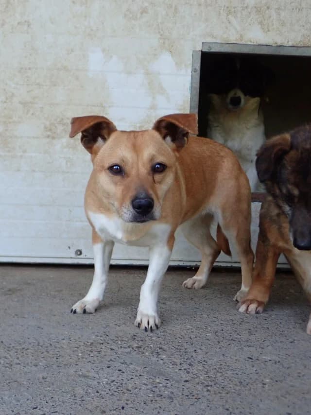 Jadore, female young Mixed Breed for adoption at Remember Me France