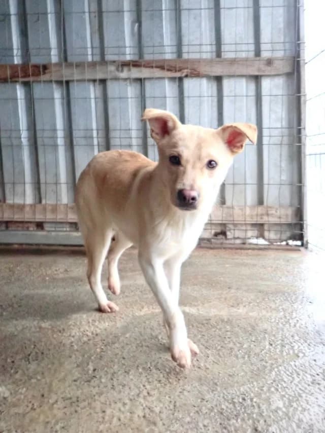 Nexton, male young Mixed Breed for adoption at Remember Me France