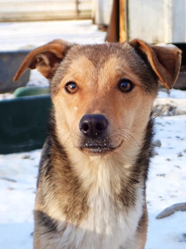 Ironix, Mixed Breed (Remember Me France)