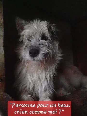 Pollux, male young Mixed Breed for adoption at Remember Me France