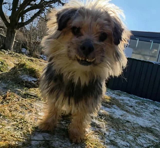 Kovou, male senior Mixed Breed for adoption at Remember Me France