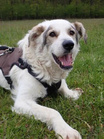 Murano, male 6yo Mixed Breed for adoption at Remember Me France