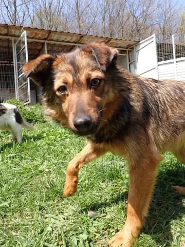 Sirene, female young Mixed Breed for adoption at Remember Me France