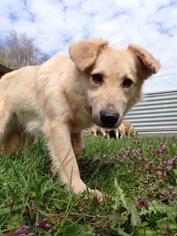 Popsy, female 3yo Mixed Breed for adoption at Remember Me France