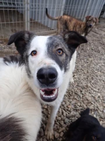 Ipnos, Mixed Breed (Remember Me France)