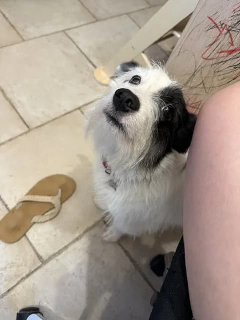 Gomette, female young Mixed Breed for adoption at Remember Me France