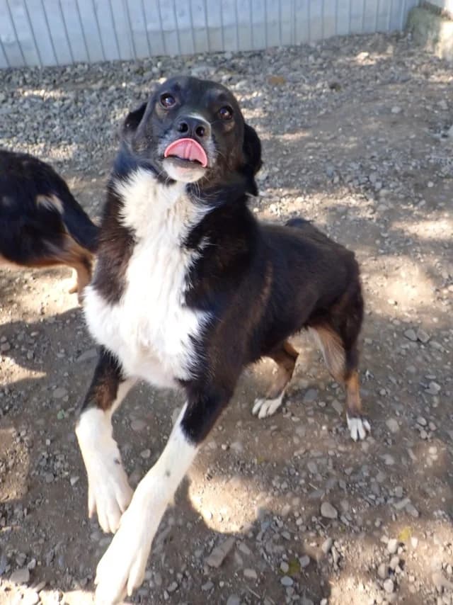 Gentiane, female young Mixed Breed for adoption at Remember Me France
