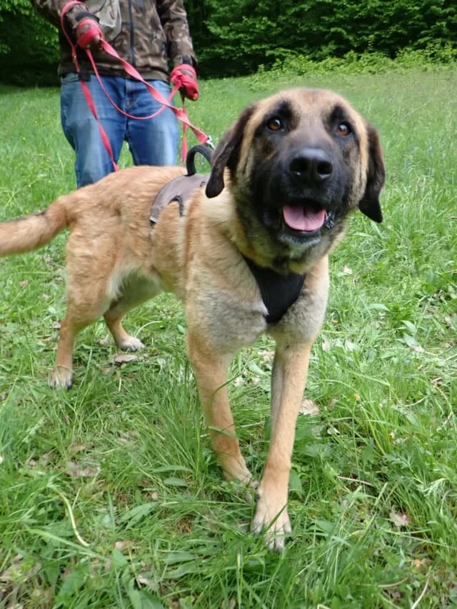 Ludwig, male puppy Mixed Breed for adoption at Remember Me France