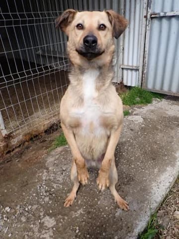 Piment, male 4yo Mixed Breed for adoption at Remember Me France
