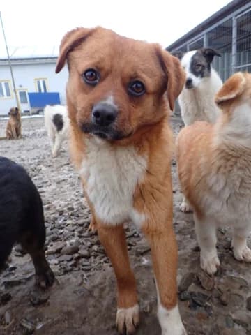 Hocus, Mixed Breed (Remember Me France)