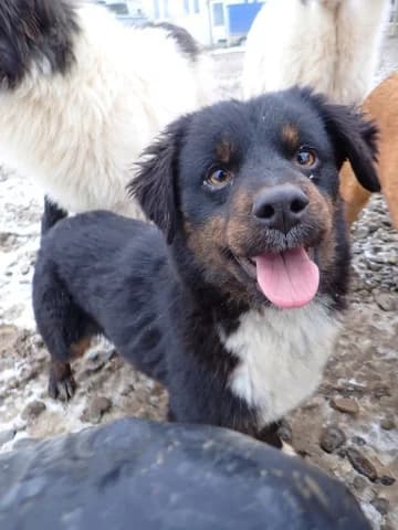 Pocus, male young Mixed Breed for adoption at Remember Me France
