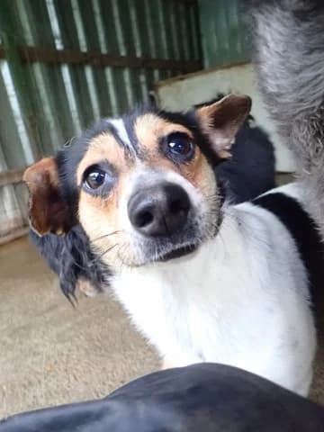 Katzuki, female young Mixed Breed for adoption at Remember Me France