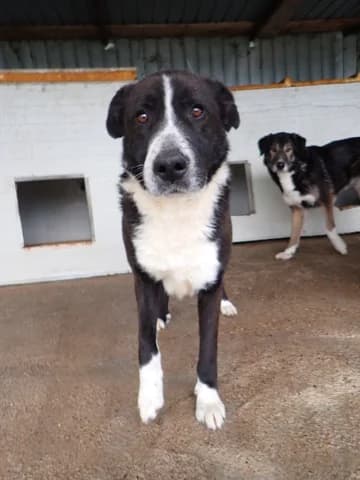 Tatoo, male senior Mixed Breed for adoption at Remember Me France