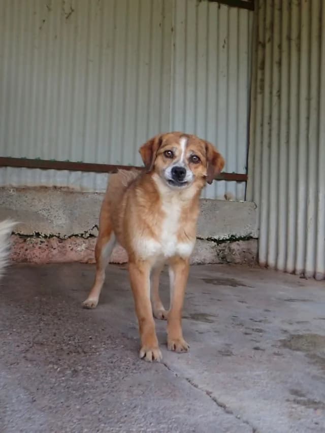 Kora, female young Mixed Breed for adoption at Remember Me France