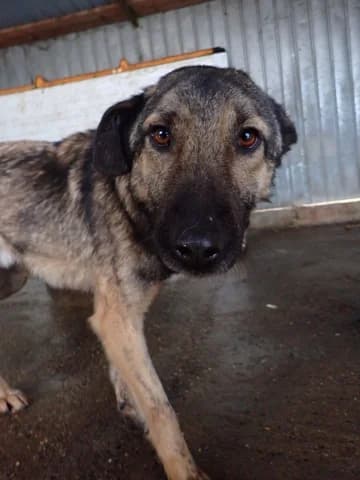Bagster, male 3yo Mixed Breed for adoption at Remember Me France