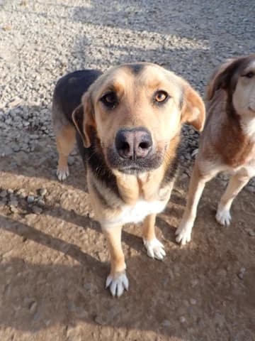 Chuan, male 3yo Mixed Breed for adoption at Remember Me France