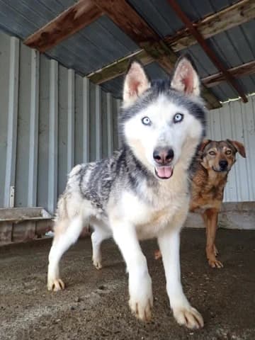 Kira2, Mixed Breed (Remember Me France)