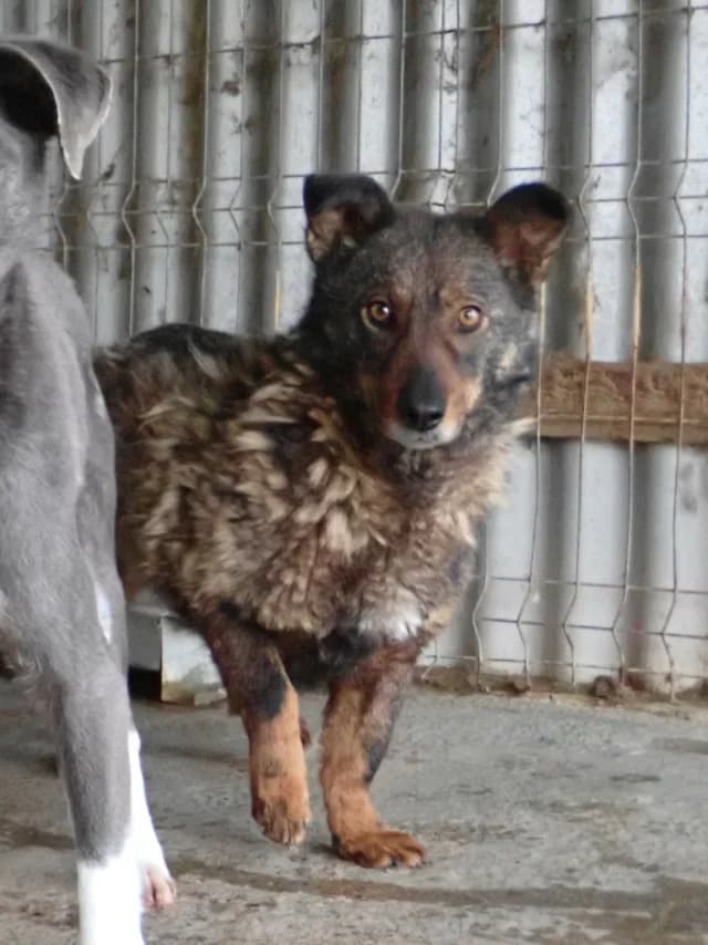 Kaly, female young Mixed Breed for adoption at Remember Me France