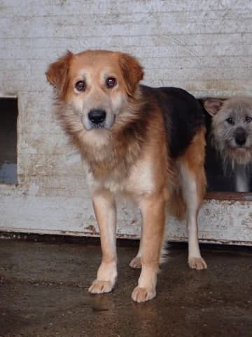 Kraft, male senior Mixed Breed for adoption at Remember Me France