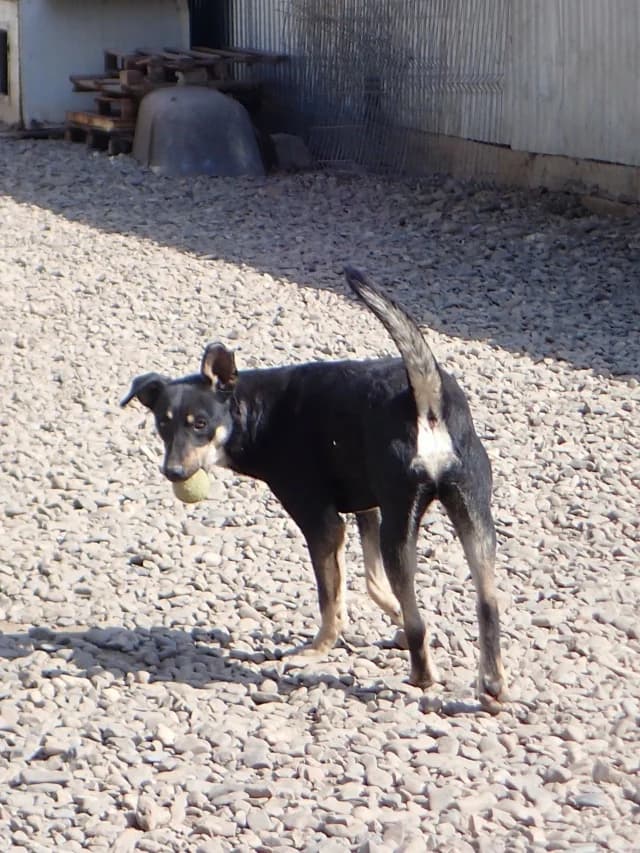 Hako, male young Mixed Breed for adoption at Remember Me France