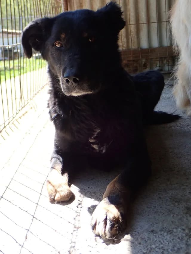 Popi, female 7yo Mixed Breed for adoption at Remember Me France