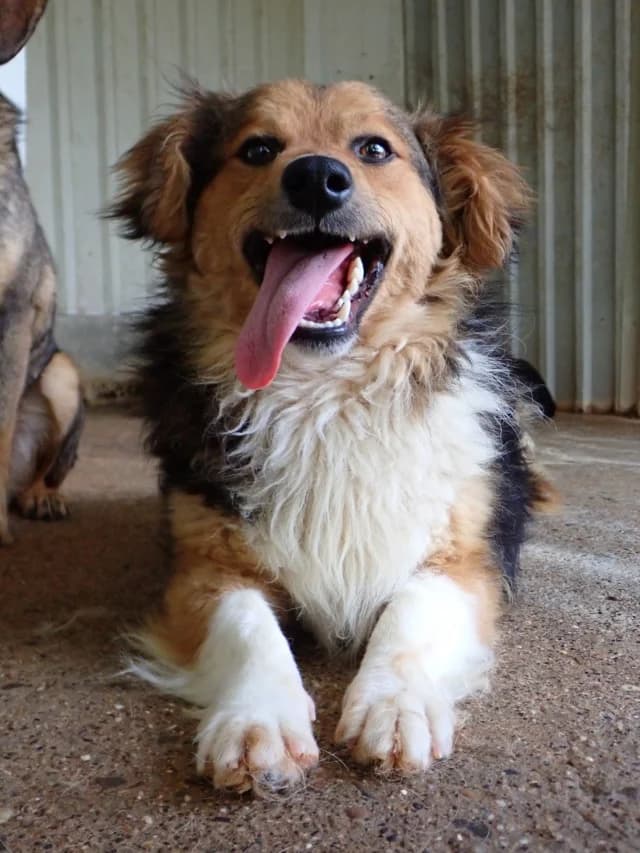 Helio, male young Mixed Breed for adoption at Remember Me France