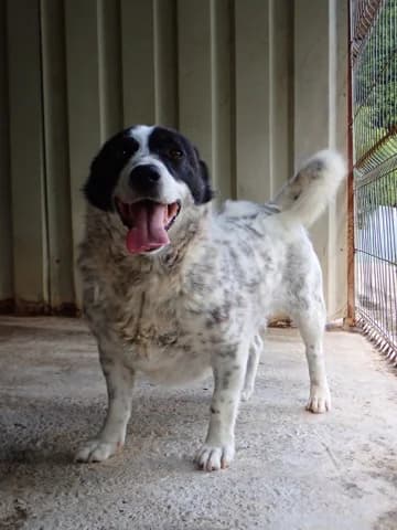 Phoebus, male 5yo Mixed Breed for adoption at Remember Me France
