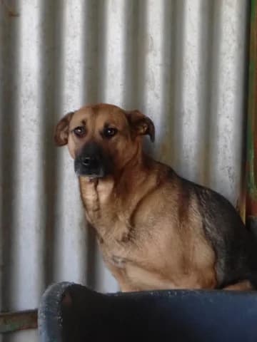 Failla, female young Mixed Breed for adoption at Remember Me France