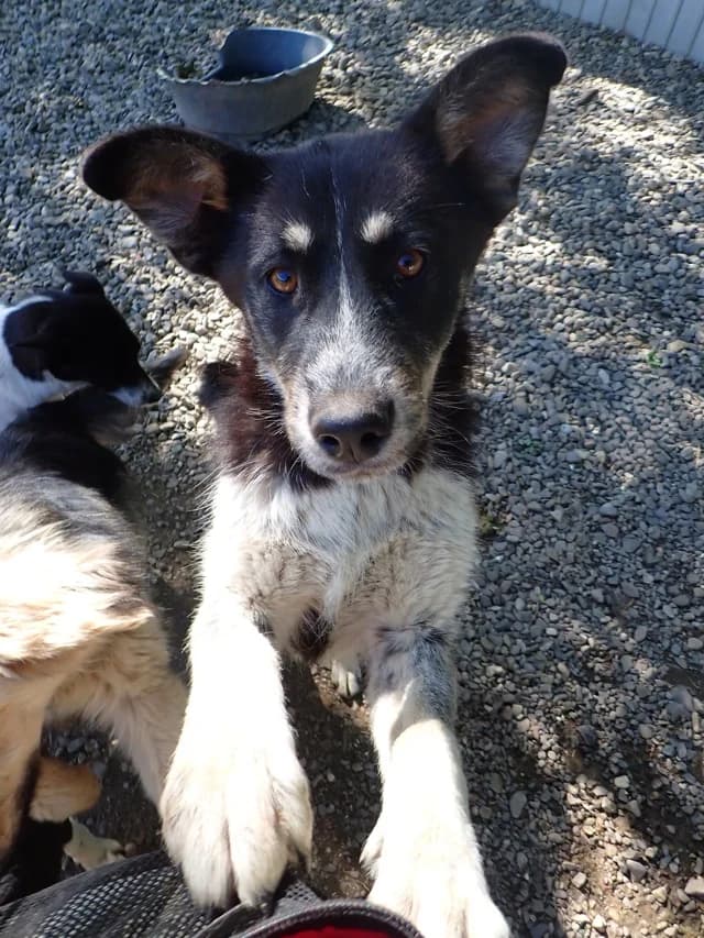 Tiana, female young Mixed Breed for adoption at Remember Me France