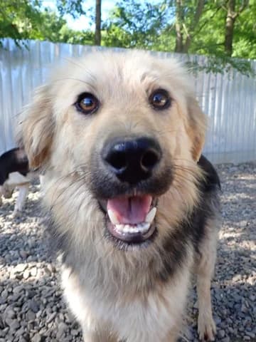 Goldy, male young Mixed Breed for adoption at Remember Me France
