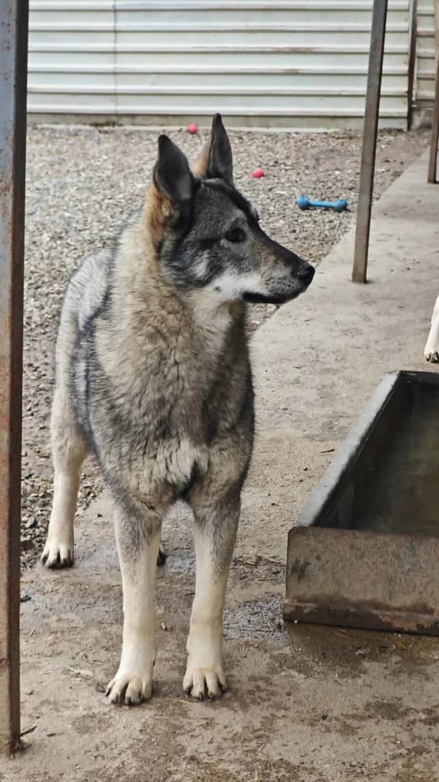 Teeny, female young Mixed Breed for adoption at Remember Me France