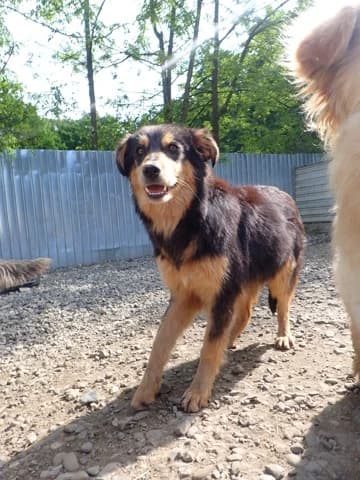 Clover, female young Mixed Breed for adoption at Remember Me France