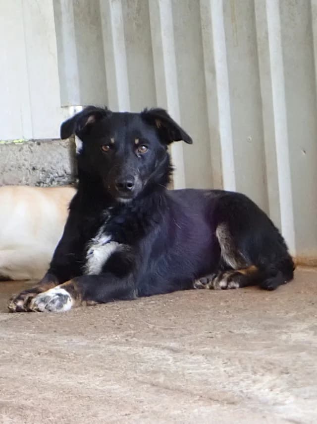 Dakota, female young Mixed Breed for adoption at Remember Me France