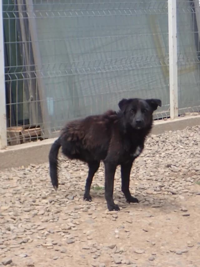 Dalton, male young Mixed Breed for adoption at Remember Me France