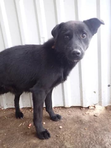 Blacky, male young Mixed Breed for adoption at Remember Me France