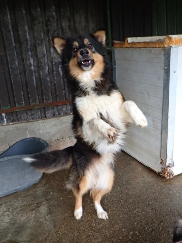 Goody, Mixed Breed (Remember Me France)