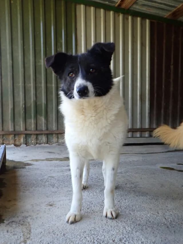 Luma, Mixed Breed (Remember Me France)