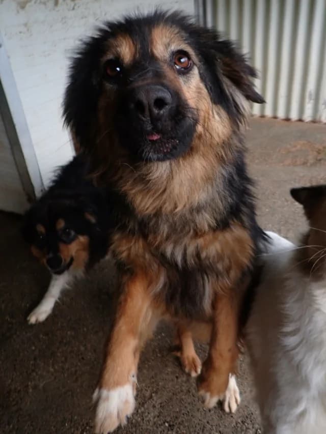 Shiraz, female young Mixed Breed for adoption at Remember Me France
