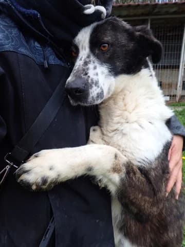 Mira, female 6yo Mixed Breed for adoption at Remember Me France