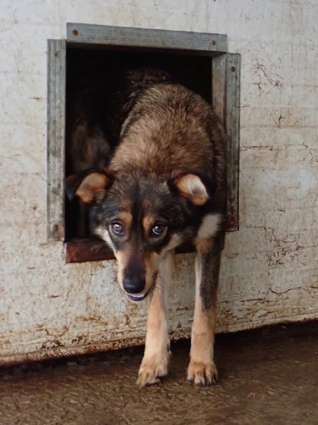 Ioniq, female 5yo Mixed Breed for adoption at Remember Me France