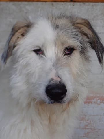 Issam, male 4yo Mixed Breed for adoption at Remember Me France