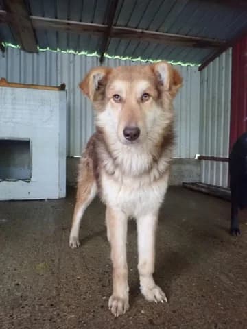 Hooper, male young Mixed Breed for adoption at Remember Me France