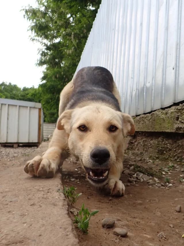 Najua, female 3yo Mixed Breed for adoption at Remember Me France