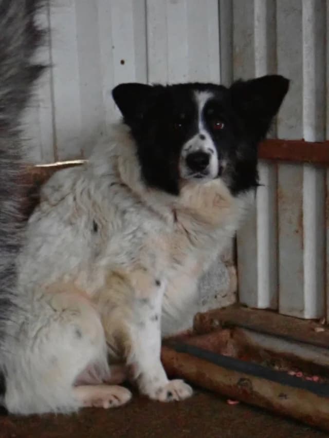 Houston, male senior Mixed Breed for adoption at Remember Me France