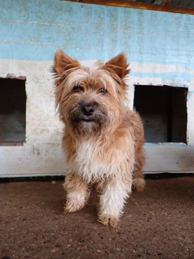 Surimi, female young Mixed Breed for adoption at Remember Me France