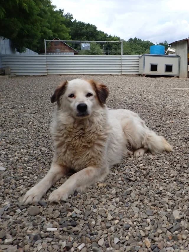 Mandragore, Mixed Breed (Remember Me France)