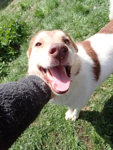 Stitch, male 4yo Mixed Breed for adoption at Remember Me France