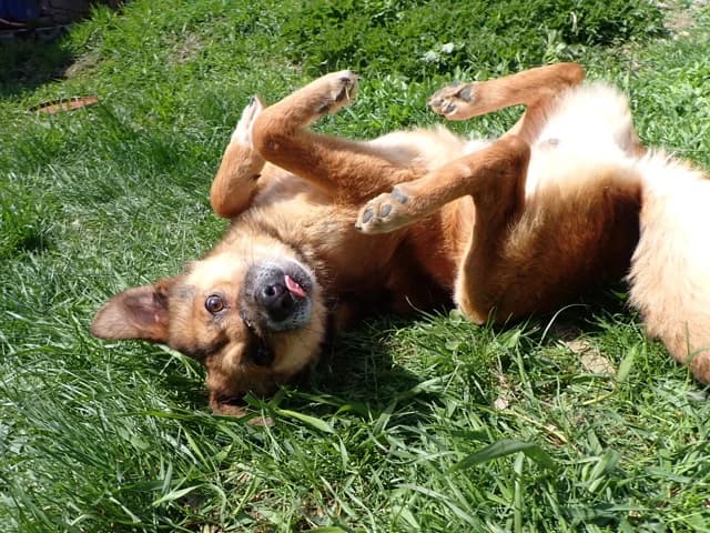 Sabayon, Mixed Breed (Remember Me France)