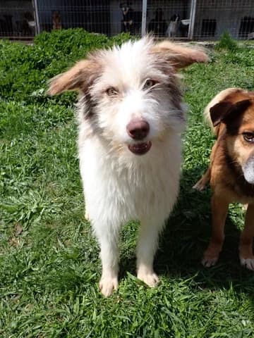 Shyley, female puppy Mixed Breed for adoption at Remember Me France