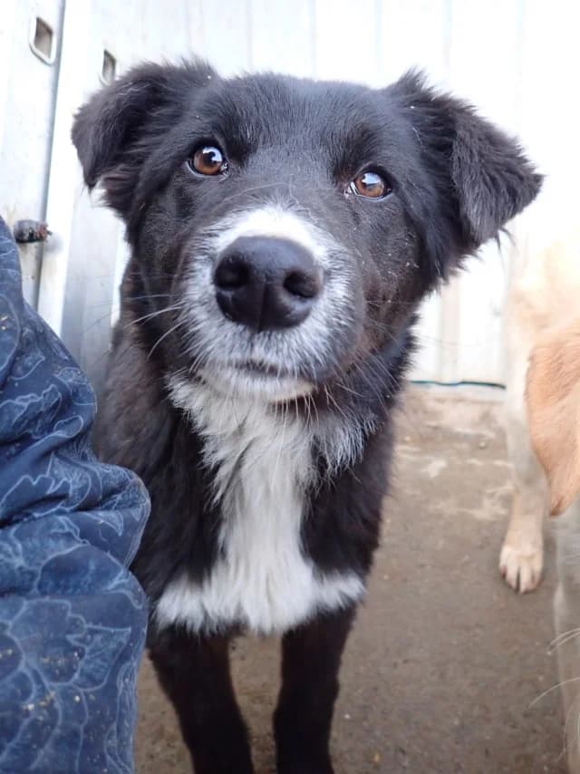 Speedy, Mixed Breed (Remember Me France)